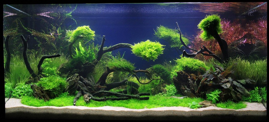 How to get your aquascape design right the first time around